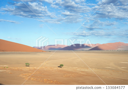 desert trees dunes. Sossusvlei, Namibia 133084577