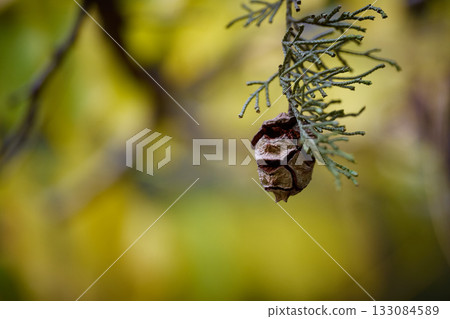 Pine cone rests on a green branch during autumn season. 133084589