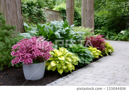 Lush garden landscaping featuring vibrant coleus and hosta plants Lush garden landscaping featuring vibrant coleus and hosta plants 133084806