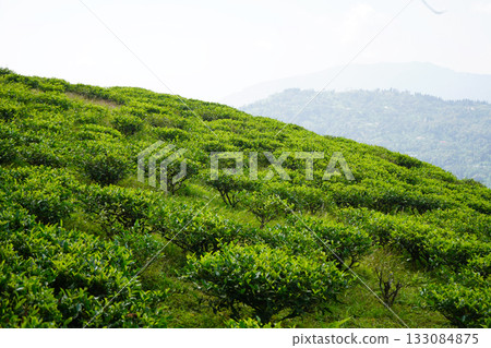 Vivid Green Tea Bushes Covering a Steep Hillside 133084875