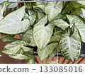 A photo of a lush, healthy Syngonium Podophyllum White Butterfly pot plant, with green, arrow shaped leaves 133085016