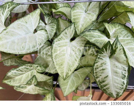 A photo of a lush, healthy Syngonium Podophyllum White Butterfly pot plant, with green, arrow shaped leaves A photo of a lush, healthy Syngonium Podophyllum White Butterfly pot plant, with green, arrow shaped leaves 133085016