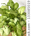 A photo of a lush, healthy Syngonium Podophyllum White Butterfly pot plant, with green, arrow shaped leaves 133085019