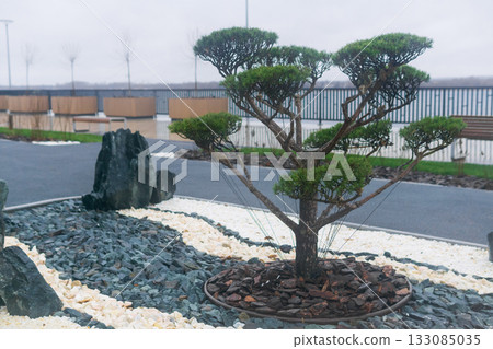 newly planted bonsai tree on the embankment 133085035
