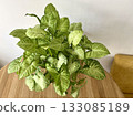 A photo of a lush, healthy Syngonium Podophyllum White Butterfly pot plant, with green, arrow shaped leaves 133085189