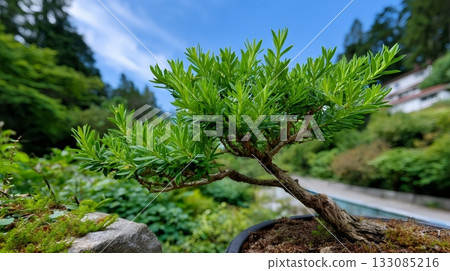 Bonsai tree growing outdoors with green leaves 133085216