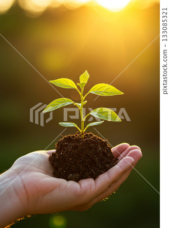 Young Seedling Growing in Hands at Sunset 133085321