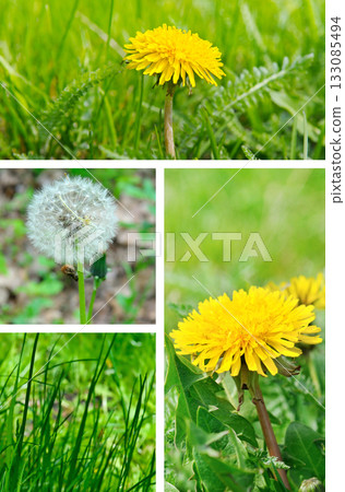 Composite of Spring Nature: Yellow Flowers, Seed Head, and Lawn Detail. 133085494