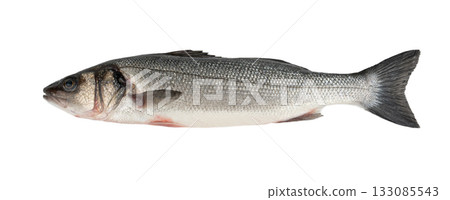 European seabass or Dicentrarchus labrax, whole raw labrax, branzino fish, European bass 133085543