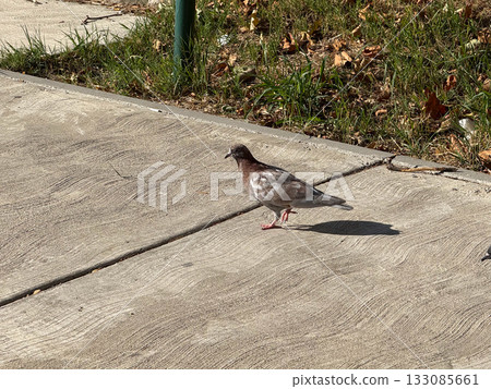 Pigeon walking on concrete sidewalk in sunny weather. Urban wildlife, freedom, and everyday city life scene 133085661