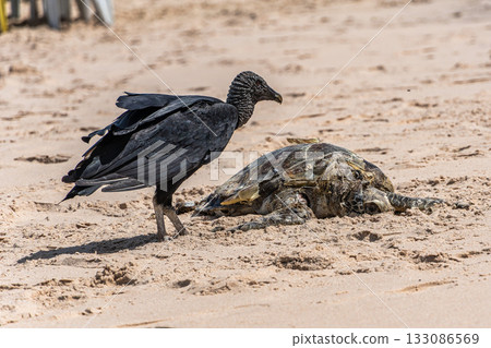Vultures eating a dead turtle on the beach of Canoa Quebrada at Aracati in Ceara, Brazil. Vultures eating a dead turtle on the beach of Canoa Quebrada at Aracati in Ceara, Brazil. 133086569