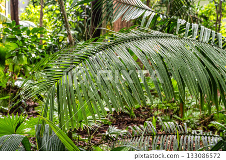 Museum Emilio Goeldi at Belem, Brazil. A Research Institute and Museum with Fauna and Flora from Brazilian Amazon 133086572