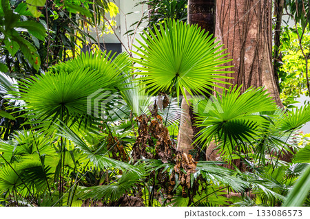 Belem, Brazil - Dec 07, 2024: Museum Emilio Goeldi at Belem, Brazil. Research Institute with Fauna and Flora from Amazon 133086573