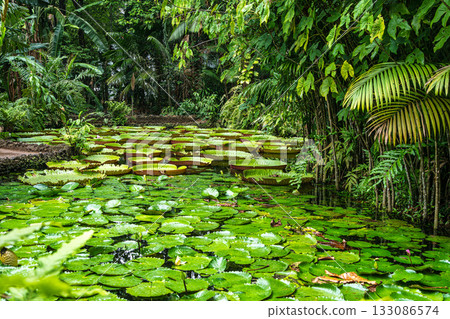Amazonian lily in water, the largest aquatic plant in the world in Belem do Para, Brazil 133086574