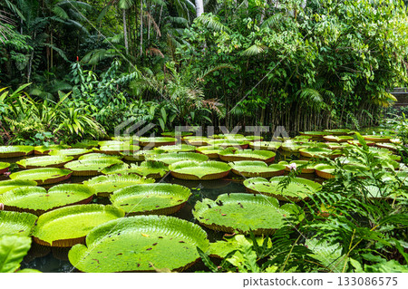 Amazonian lily in water, the largest aquatic plant in the world in Belem do Para, Brazil Amazonian lily in water, the largest aquatic plant in the world in Belem do Para, Brazil 133086575