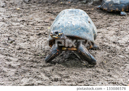 Red-footed tortoise, Chelonoidis carbonaria at Belem, Para, Brazil. Turtle species that inhabit the Amazon 133086576