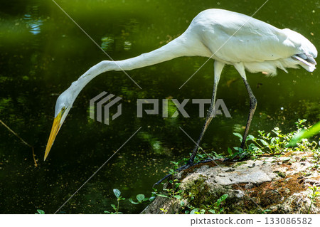 Great egret, Ardea alba at Praca Batista Campos in the city of Belem, in the state of Para, Brazil. Great egret, Ardea alba at Praca Batista Campos in the city of Belem, in the state of Para, Brazil. 133086582