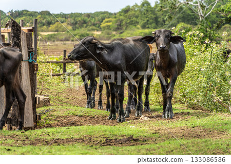 Wild Water Buffalos at Soure on Marajo Island in Brazil Wild Water Buffalos at Soure on Marajo Island in Brazil 133086586