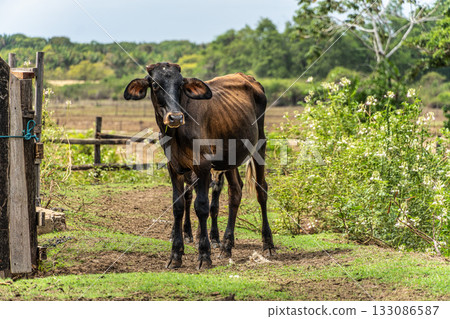 Wild Water Buffalo at Soure on Marajo Island in Brazil Wild Water Buffalo at Soure on Marajo Island in Brazil 133086587