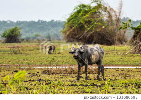 Water Buffalos at a rural property called Fazenda at Soure in Marajo Island, Brazil. Water Buffalos at a rural property called Fazenda at Soure in Marajo Island, Brazil. 133086595