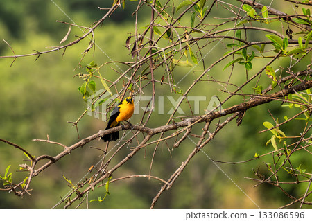 An Oriole blackbird, Gymnomystax mexicanus at a rural property called Fazenda at Soure in Marajo Island, Brazil. An Oriole blackbird, Gymnomystax mexicanus at a rural property called Fazenda at Soure in Marajo Island, Brazil. 133086596