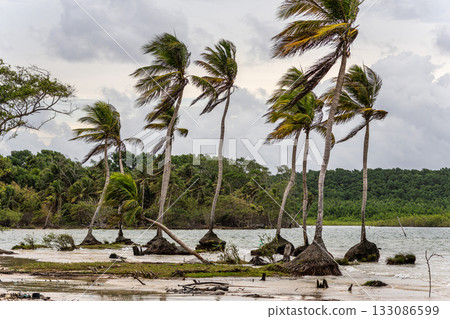 The beautiful Caju-una beach, by the Amazon river mouth, in Soure, Marajo island, Brazil. The beautiful Caju-una beach, by the Amazon river mouth, in Soure, Marajo island, Brazil. 133086599