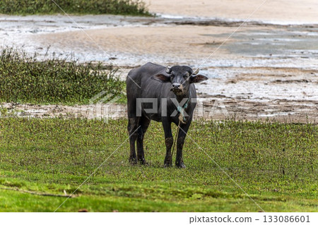 Water Buffalos at a rural property called Fazenda at Soure in Marajo Island, Brazil. Water Buffalos at a rural property called Fazenda at Soure in Marajo Island, Brazil. 133086601