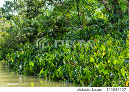 River boat tour on the Guama River at Belem do Para, a city on the north area of Brazil. 133086607