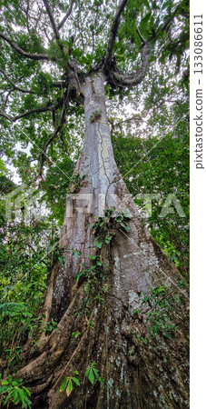 A big tree seen on a river boat tour on the Guama River at Belem do Para, a city on the north area of Brazil. A big tree seen on a river boat tour on the Guama River at Belem do Para, a city on the north area of Brazil. 133086611