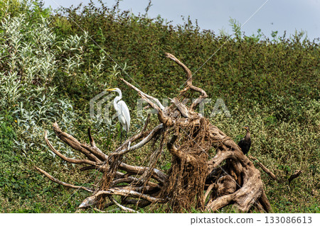 Great egret, Ardea alba at the Jari Canal at Alter do Chao, Santarem District, Para State, Brazil. Great egret, Ardea alba at the Jari Canal at Alter do Chao, Santarem District, Para State, Brazil. 133086613