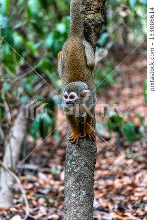 Guianan squirrel monkey, Saimiri sciureus at the sloth path on the Jari Canal at Alter do Chao, Santarem, Para, Brazil Guianan squirrel monkey, Saimiri sciureus at the sloth path on the Jari Canal at Alter do Chao, Santarem, Para, Brazil 133086614