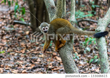 Guianan squirrel monkey, Saimiri sciureus at the sloth path on the Jari Canal at Alter do Chao, Santarem, Para, Brazil Guianan squirrel monkey, Saimiri sciureus at the sloth path on the Jari Canal at Alter do Chao, Santarem, Para, Brazil 133086615
