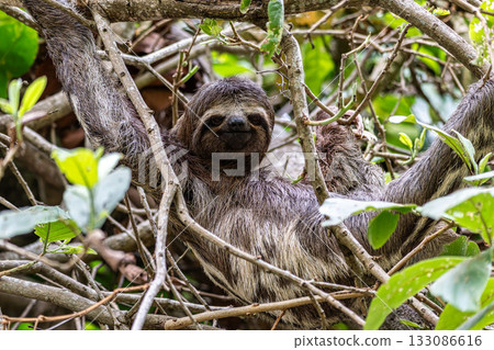 Brown-throated sloth, Bradypus variegatus at the sloth path on the Jari Canal at Alter do Chao, Santarem, Para, Brazil Brown-throated sloth, Bradypus variegatus at the sloth path on the Jari Canal at Alter do Chao, Santarem, Para, Brazil 133086616