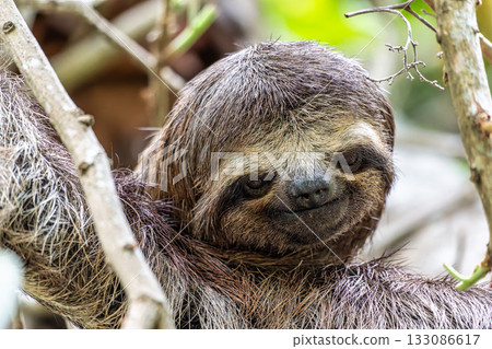 Brown-throated sloth, Bradypus variegatus at the sloth path on the Jari Canal at Alter do Chao, Santarem, Para, Brazil Brown-throated sloth, Bradypus variegatus at the sloth path on the Jari Canal at Alter do Chao, Santarem, Para, Brazil 133086617