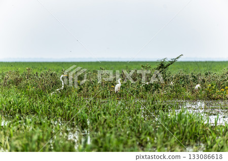 Great egret, Ardea alba at the Jari Canal at Alter do Chao, Santarem District, Para State, Brazil. 133086618