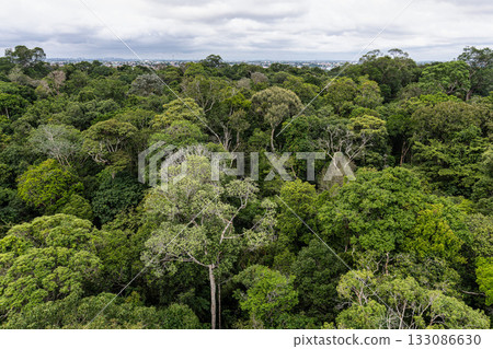 View from the tower of the Musa botanical garden. Manaus, Brazil. Natural beauty, Floresta Amazonica View from the tower of the Musa botanical garden. Manaus, Brazil. Natural beauty, Floresta Amazonica 133086630