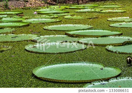 Victoria amazonica flower at Museu da Amazonia, MUSA in Manaus, Brazil. The largest of the water lily family Victoria amazonica flower at Museu da Amazonia, MUSA in Manaus, Brazil. The largest of the water lily family 133086631