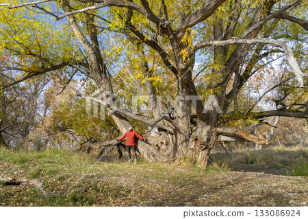 senior make hiker in his 70s with trekking poles under old narrowleaf cottonwood tree, Colorado fall scenery 133086924