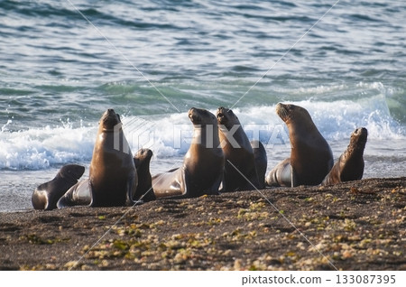 South American Sea Lion (Otaria flavescens) Female,Peninsula Valdes ,Chubut,Patagonia, Argentina South American Sea Lion (Otaria flavescens) Female,Peninsula Valdes ,Chubut,Patagonia, Argentina 133087395