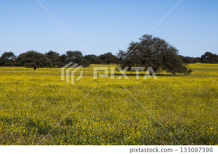 Flowered field in the Pampas Plain, La Pampa Province, Patagonia, Argentina. 133087398