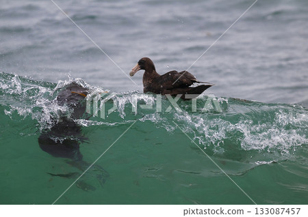 Giant Petrel , Peninsula Valdes, Unesco World heritage site, Chubut Province, Patagonia, Argentina. 133087457