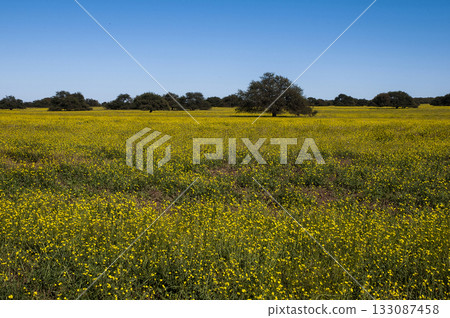 Flowered field in the Pampas Plain, La Pampa Province, Patagonia, Argentina. Flowered field in the Pampas Plain, La Pampa Province, Patagonia, Argentina. 133087458