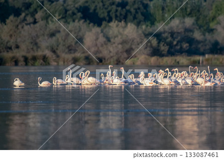 Flamingoes at dawn pastel colors in middle of water pond Biguglia in Corsica near Bastia Tall grasses on the background Flamingoes at dawn pastel colors in middle of water pond Biguglia in Corsica near Bastia Tall grasses on the background 133087461