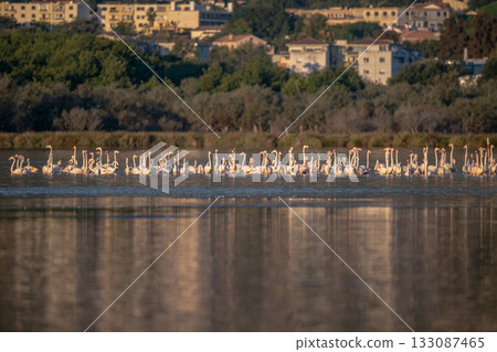 Flamingoes at dawn pastel colors in middle of water pond Biguglia in Corsica near Bastia Tall grasses on the background 133087465