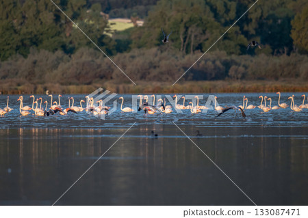 Flamingoes at dawn pastel colors in middle of water pond Biguglia in Corsica near Bastia Tall grasses on the background 133087471