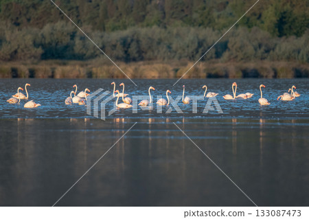 Flamingoes at dawn pastel colors in middle of water pond Biguglia in Corsica near Bastia Tall grasses on the background 133087473