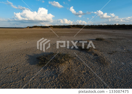 Calden forest landscape, Prosopis Caldenia plants, La Pampa province, Patagonia, Argentina. 133087475