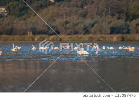 Flamingoes at dawn pastel colors in middle of water pond Biguglia in Corsica near Bastia Tall grasses on the background Flamingoes at dawn pastel colors in middle of water pond Biguglia in Corsica near Bastia Tall grasses on the background 133087476
