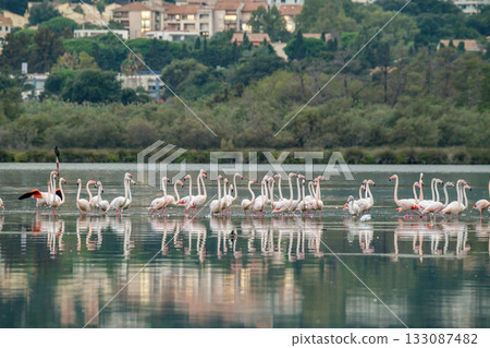 Flamingoes at dawn pastel colors in middle of water pond Biguglia in Corsica near Bastia Tall grasses on the background Flamingoes at dawn pastel colors in middle of water pond Biguglia in Corsica near Bastia Tall grasses on the background 133087482