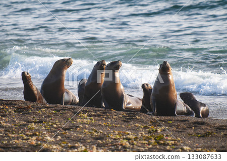 South American  Sea Lion (Otaria flavescens) Female,Peninsula Valdes ,Chubut,Patagonia, Argentina 133087633